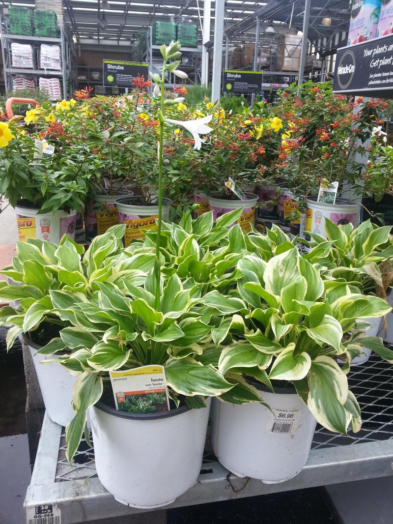 SunHosta Commercial Production Southern growers in zones 10a and 10b